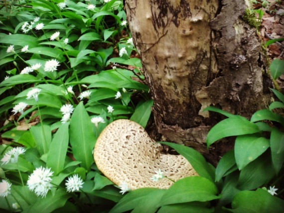 Close up of fungi in woodland